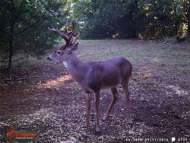 401 COYOTE TRL, WHITESBORO, TX 76273, photo 1 of 40