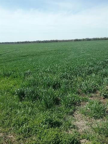 TBD DALE ACRES RD DALE ACRES ROAD, MILFORD, TX 76670, photo 1 of 2