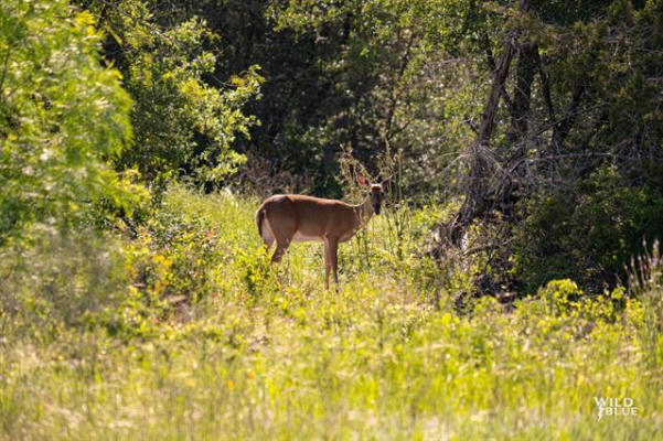 LOT 48 NEW HOPE ROAD ROAD, PALO PINTO, TX 76474, photo 3 of 40