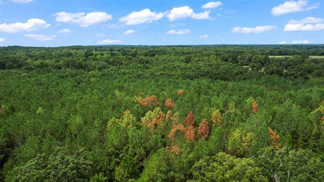 TBD COUNTY ROAD 4114 41.86 AC, HUGHES SPRINGS, TX 75656, photo 3 of 14