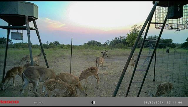 TBD COUNTY ROAD 189 HIGHWAY, MULLIN, TX 76864, photo 3 of 38